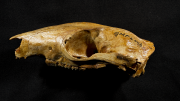Kangaroo ancestor skull